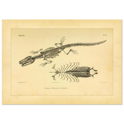 Skelett eines hechtmaulartigen Kaimans: Reproduktion einer anatomischen Tafel (29,7x42 cm (A3)). Anatomische Tafel mit dem Skelett eines hechtschnäuzigen Kaimans, mit Detailansicht von Brustkorb und Wirbelsäule.