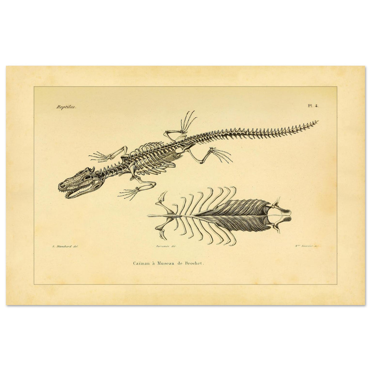 Skelett eines hechtmaulartigen Kaimans: Reproduktion einer anatomischen Tafel (40x60 cm). Anatomische Tafel mit dem Skelett eines hechtschnäuzigen Kaimans, mit Detailansicht von Brustkorb und Wirbelsäule.