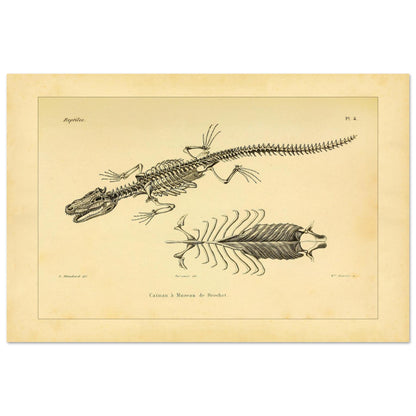Skelett eines hechtmaulartigen Kaimans: Reproduktion einer anatomischen Tafel (40x60 cm). Anatomische Tafel mit dem Skelett eines hechtschnäuzigen Kaimans, mit Detailansicht von Brustkorb und Wirbelsäule.