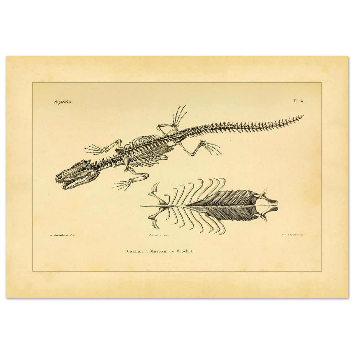 Skelett eines hechtmaulartigen Kaimans: Reproduktion einer anatomischen Tafel (42x59,4 cm (A2)). Anatomische Tafel mit dem Skelett eines hechtschnäuzigen Kaimans, mit Detailansicht von Brustkorb und Wirbelsäule.