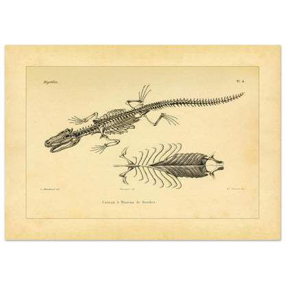 Skelett eines hechtmaulartigen Kaimans: Reproduktion einer anatomischen Tafel (42x59,4 cm (A2)). Anatomische Tafel mit dem Skelett eines hechtschnäuzigen Kaimans, mit Detailansicht von Brustkorb und Wirbelsäule.