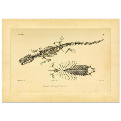 Skelett eines hechtmaulartigen Kaimans: Reproduktion einer anatomischen Tafel (50x70 cm). Anatomische Tafel mit dem Skelett eines hechtschnäuzigen Kaimans, mit Detailansicht von Brustkorb und Wirbelsäule.