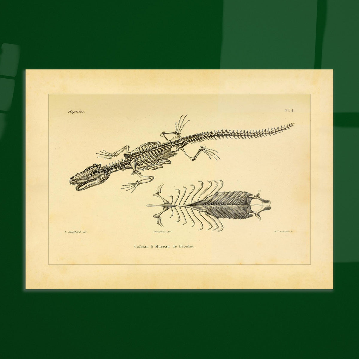 Skelett eines hechtmaulartigen Kaimans: Reproduktion einer anatomischen Tafel. Anatomische Tafel mit dem Skelett eines hechtschnäuzigen Kaimans, mit Detailansicht von Brustkorb und Wirbelsäule.