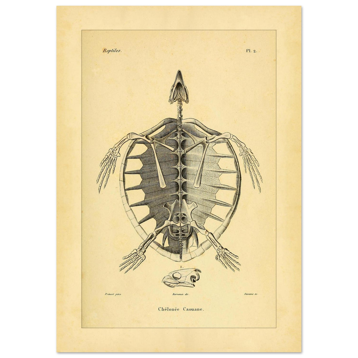 Loggerhead Turtle Skeleton: Antique Anatomical Illustration (21x29,7 cm (A4)). Old anatomical plate illustrating the skeleton of a loggerhead turtle, with a ventral view of the body and an illustration of its head.