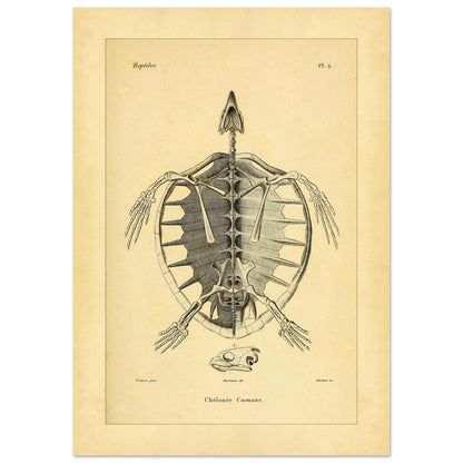 Loggerhead Turtle Skeleton: Antique Anatomical Illustration (21x29,7 cm (A4)). Old anatomical plate illustrating the skeleton of a loggerhead turtle, with a ventral view of the body and an illustration of its head.