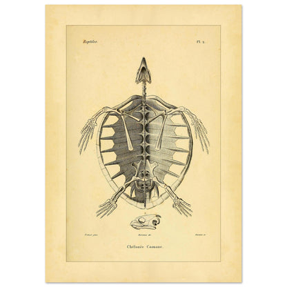 Loggerhead Turtle Skeleton: Antique Anatomical Illustration (29,7x42 cm (A3)). Old anatomical plate illustrating the skeleton of a loggerhead turtle, with a ventral view of the body and an illustration of its head.
