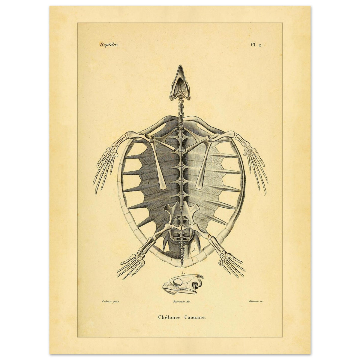 Loggerhead Turtle Skeleton: Antique Anatomical Illustration (30x40 cm). Old anatomical plate illustrating the skeleton of a loggerhead turtle, with a ventral view of the body and an illustration of its head.