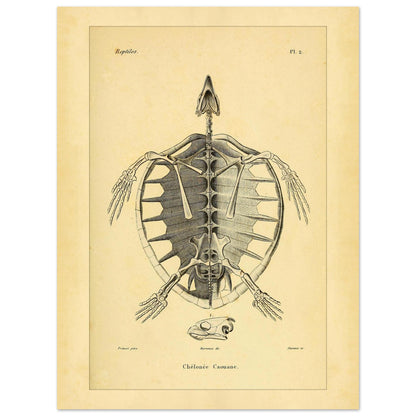 Loggerhead Turtle Skeleton: Antique Anatomical Illustration (30x40 cm). Old anatomical plate illustrating the skeleton of a loggerhead turtle, with a ventral view of the body and an illustration of its head.