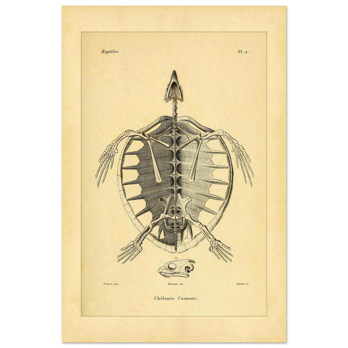 Loggerhead Turtle Skeleton: Antique Anatomical Illustration (40x60 cm). Old anatomical plate illustrating the skeleton of a loggerhead turtle, with a ventral view of the body and an illustration of its head.