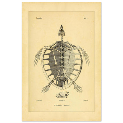 Loggerhead Turtle Skeleton: Antique Anatomical Illustration (40x60 cm). Old anatomical plate illustrating the skeleton of a loggerhead turtle, with a ventral view of the body and an illustration of its head.