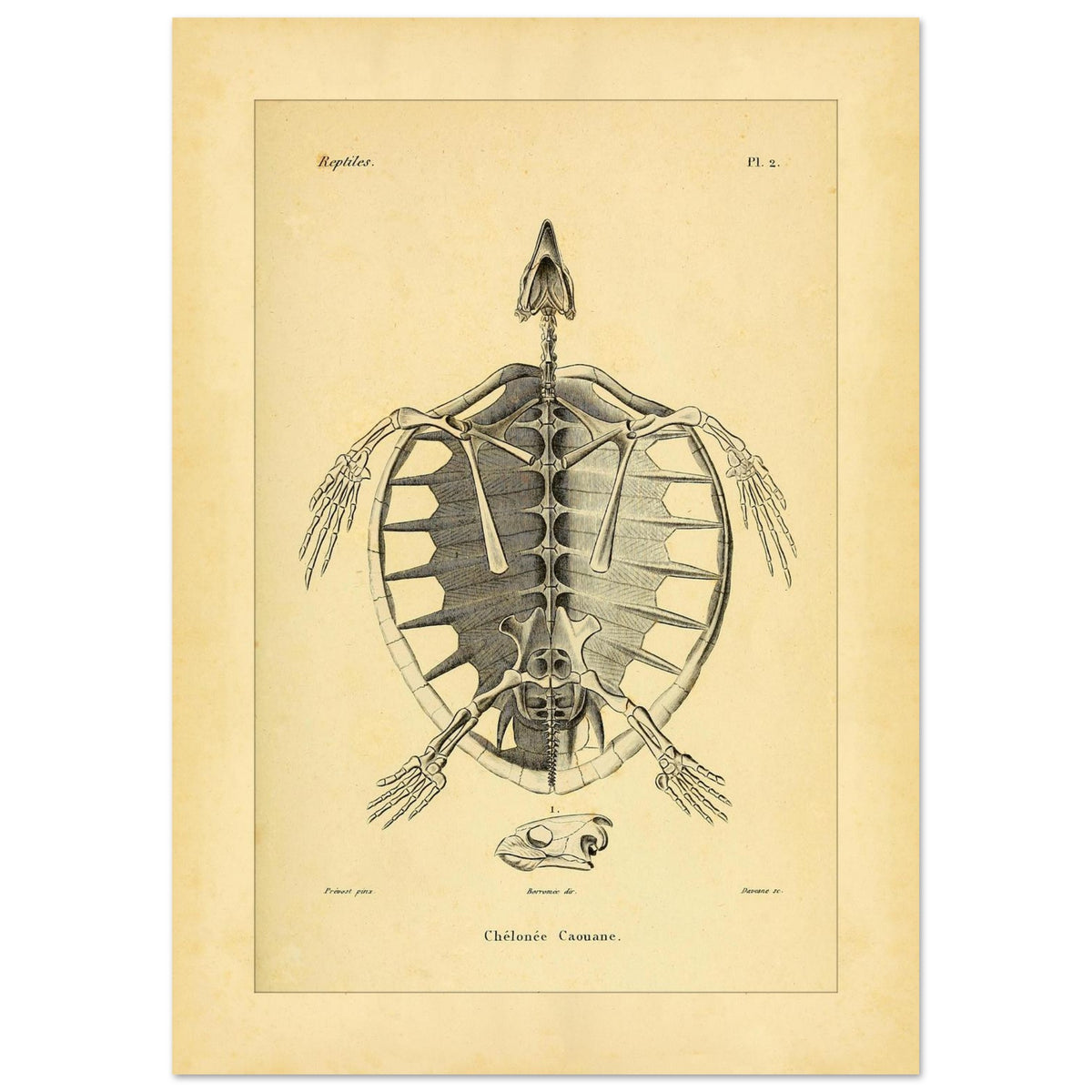 Loggerhead Turtle Skeleton: Antique Anatomical Illustration (42x59,4 cm (A2)). Old anatomical plate illustrating the skeleton of a loggerhead turtle, with a ventral view of the body and an illustration of its head.