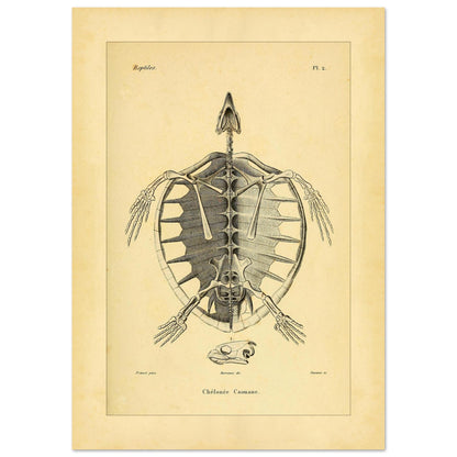 Loggerhead Turtle Skeleton: Antique Anatomical Illustration (42x59,4 cm (A2)). Old anatomical plate illustrating the skeleton of a loggerhead turtle, with a ventral view of the body and an illustration of its head.