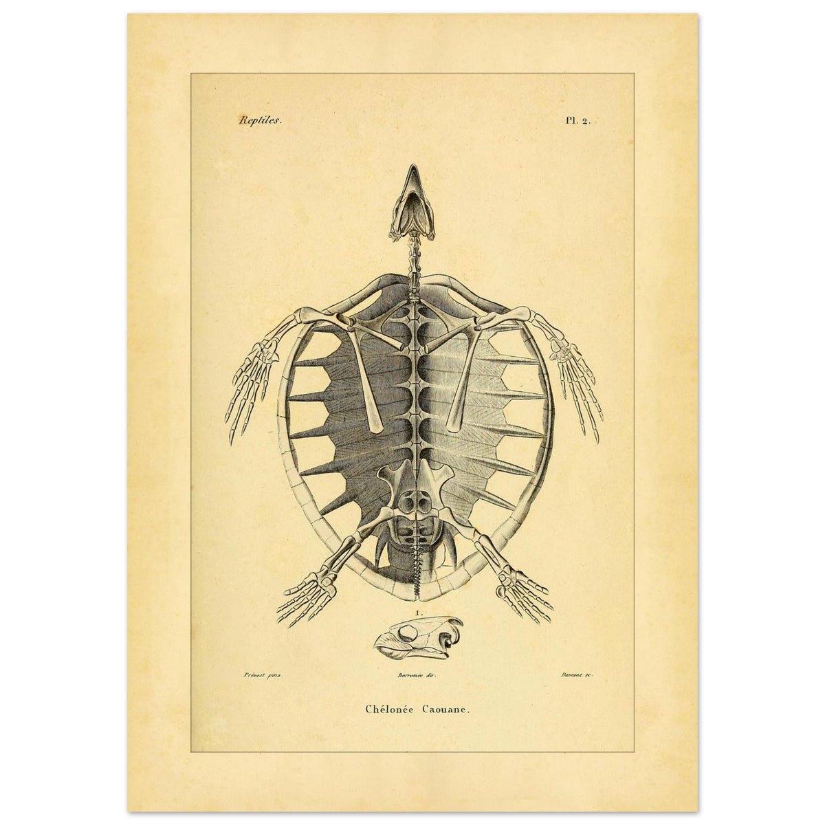 Loggerhead Turtle Skeleton: Antique Anatomical Illustration (50x70 cm). Old anatomical plate illustrating the skeleton of a loggerhead turtle, with a ventral view of the body and an illustration of its head.