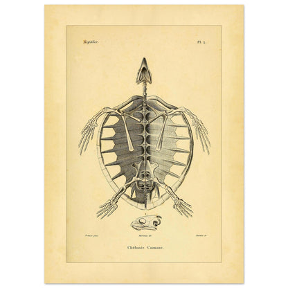 Loggerhead Turtle Skeleton: Antique Anatomical Illustration (50x70 cm). Old anatomical plate illustrating the skeleton of a loggerhead turtle, with a ventral view of the body and an illustration of its head.