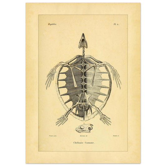 Unechte Karettschildkröte Skelett: Antike Anatomische Illustration (50x70 cm). Alte anatomische Tafel zur Darstellung des Skeletts einer Unechten Karettschildkröte, mit einer Bauchansicht des Körpers und einer Abbildung ihres Kopfes.