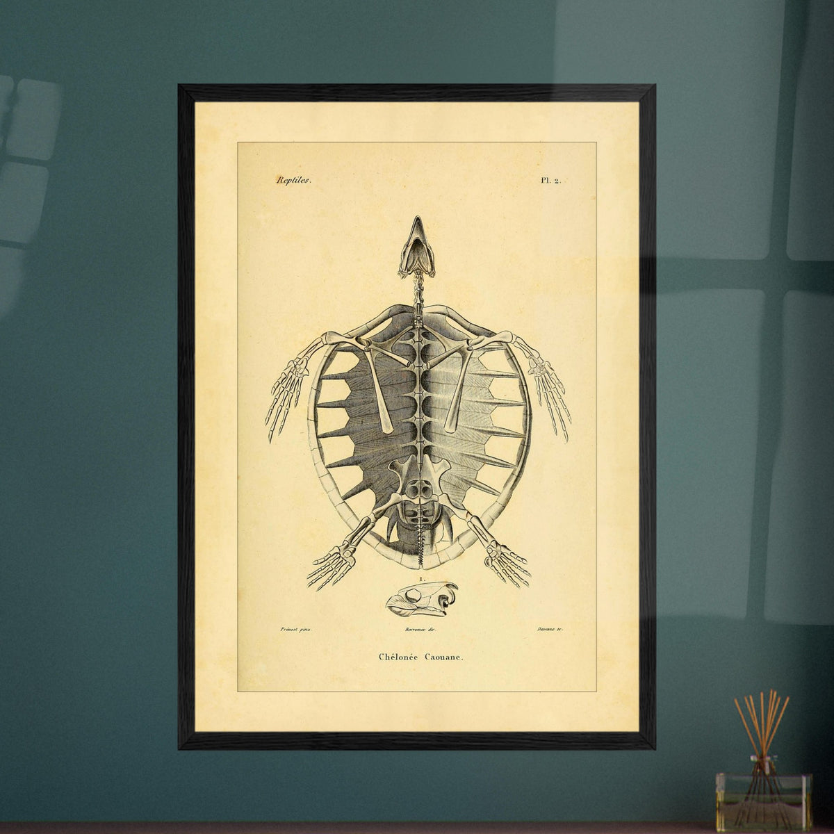 Loggerhead Turtle Skeleton: Antique Anatomical Illustration. Old anatomical plate illustrating the skeleton of a loggerhead turtle, with a ventral view of the body and an illustration of its head.