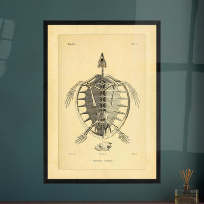Loggerhead Turtle Skeleton: Antique Anatomical Illustration. Old anatomical plate illustrating the skeleton of a loggerhead turtle, with a ventral view of the body and an illustration of its head.