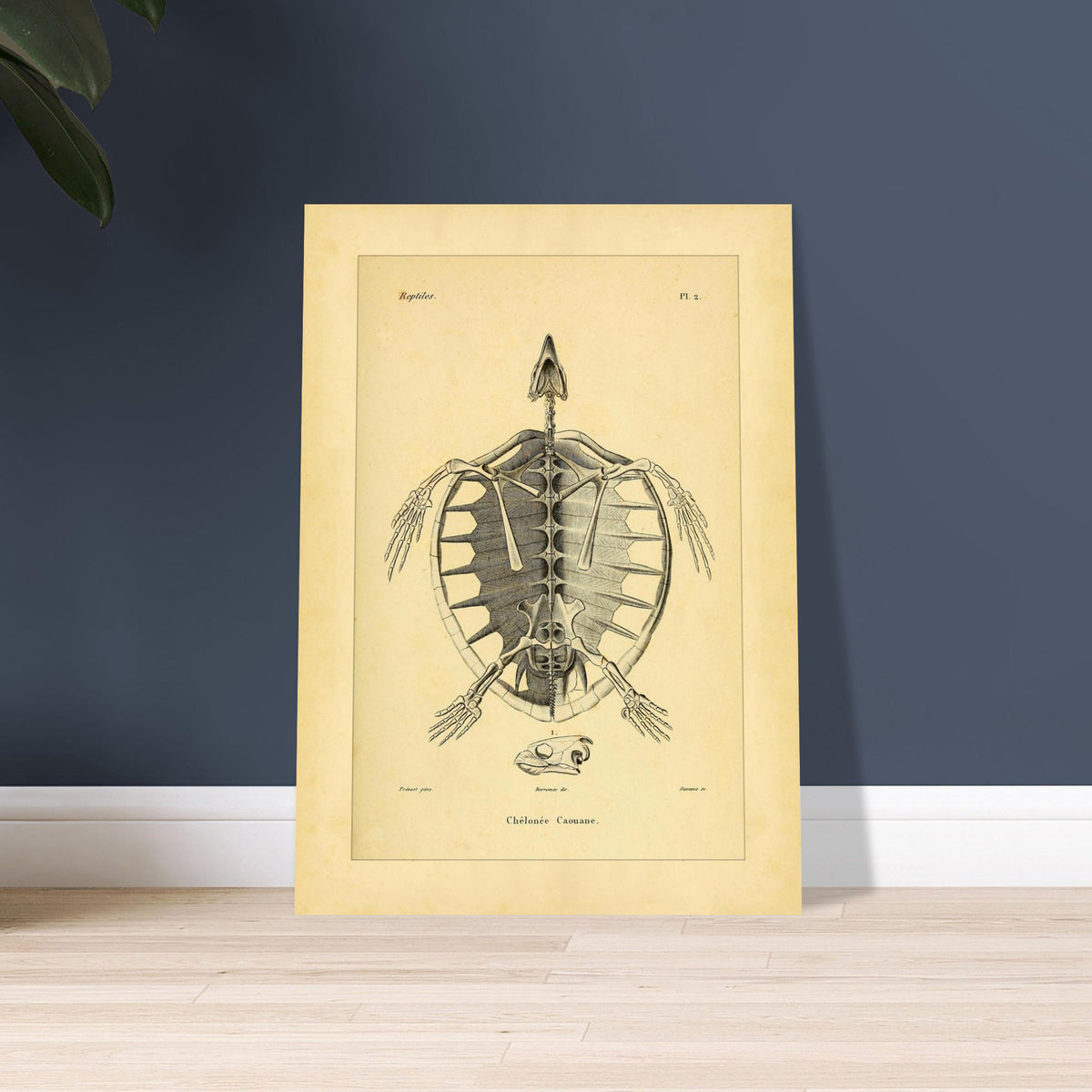 Loggerhead Turtle Skeleton: Antique Anatomical Illustration. Old anatomical plate illustrating the skeleton of a loggerhead turtle, with a ventral view of the body and an illustration of its head.