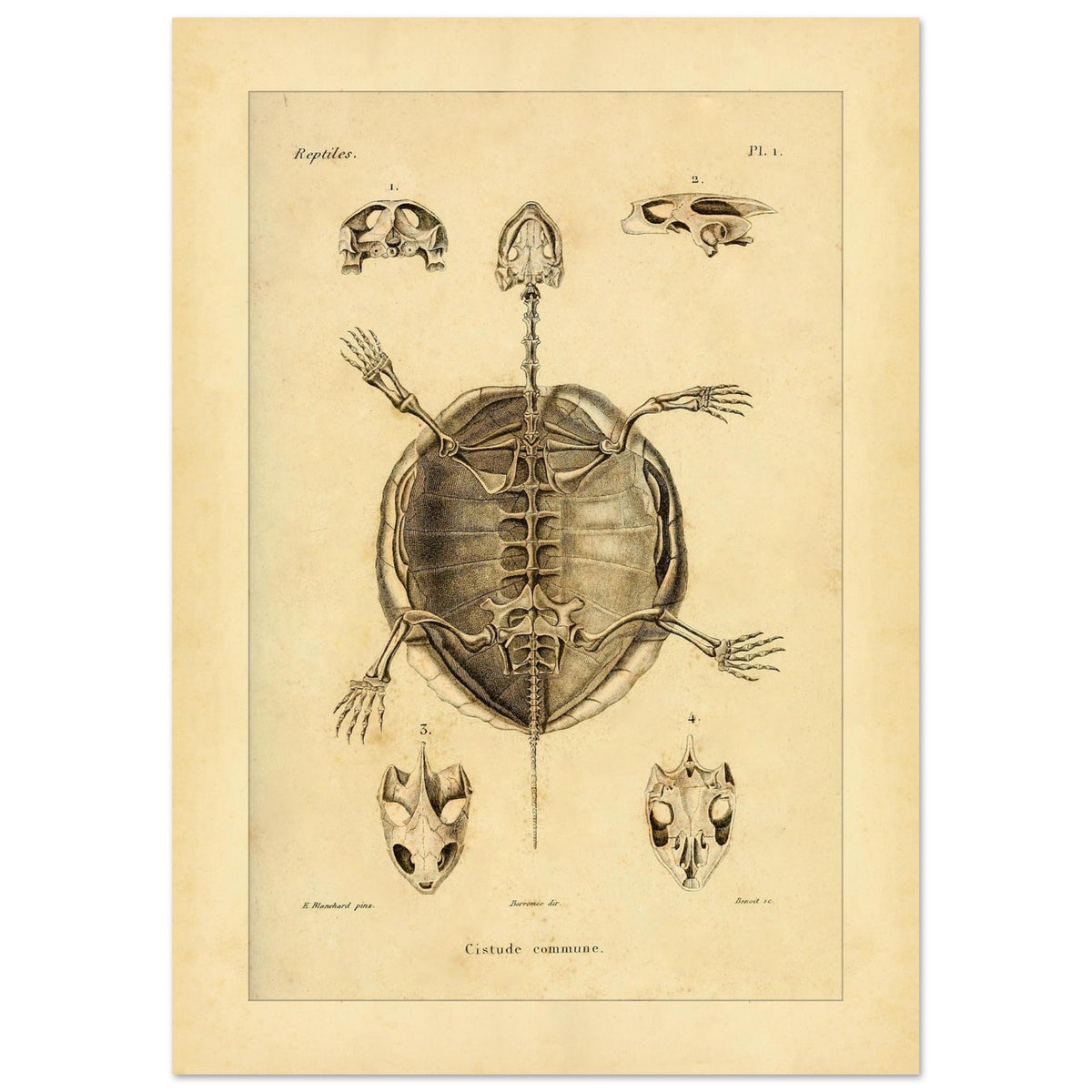 Illustration des Skeletts der Europäischen Sumpfschildkröte (21x29,7 cm (A4)). Alte wissenschaftliche Tafel zur Darstellung der Skelette eines gewöhnlichen Frosches und einer Delalande-Kröte mit Detailansichten.