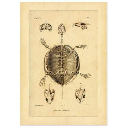 Illustration des Skeletts der Europäischen Sumpfschildkröte (21x29,7 cm (A4)). Alte wissenschaftliche Tafel zur Darstellung der Skelette eines gewöhnlichen Frosches und einer Delalande-Kröte mit Detailansichten.