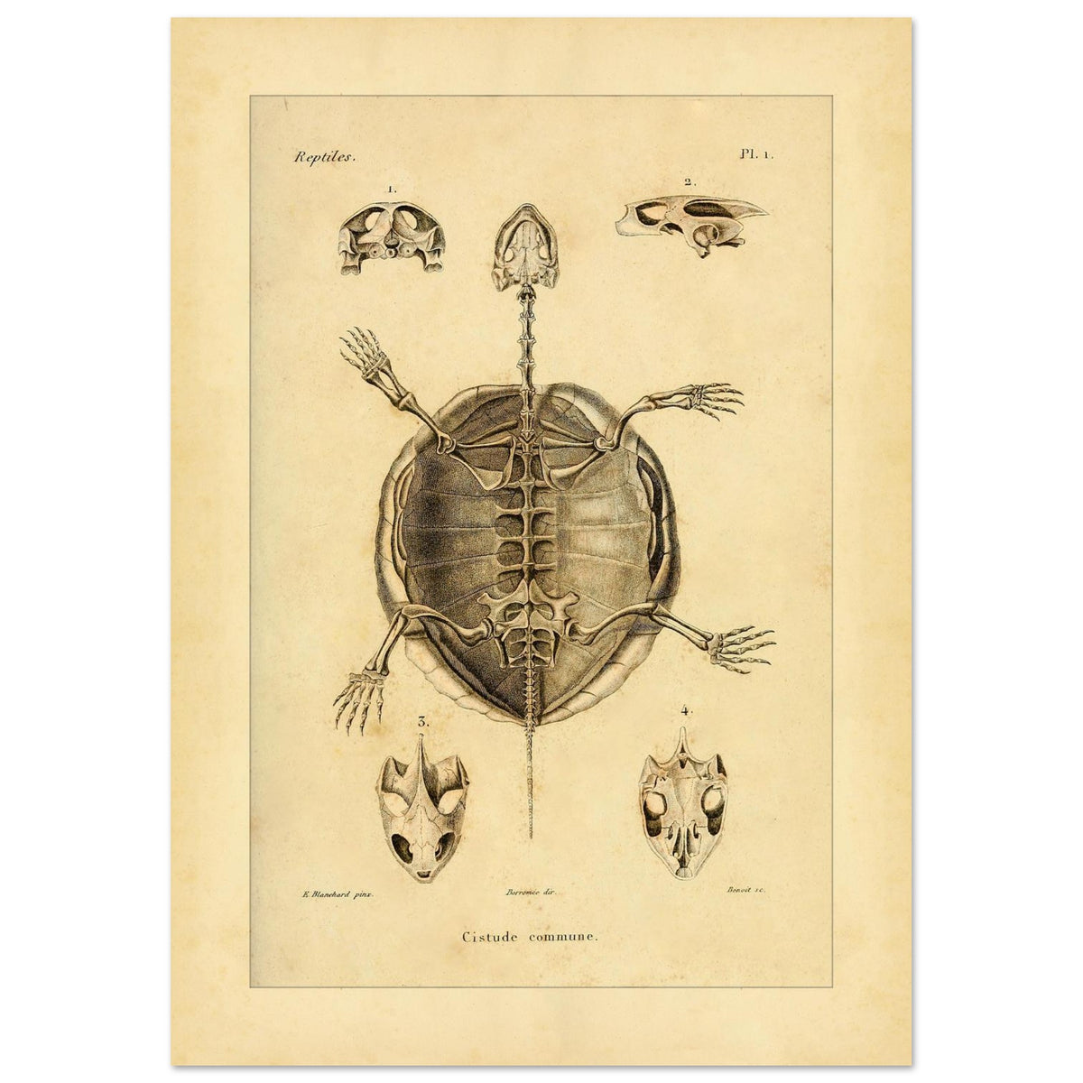 Illustration des Skeletts der Europäischen Sumpfschildkröte (29,7x42 cm (A3)). Alte wissenschaftliche Tafel zur Darstellung der Skelette eines gewöhnlichen Frosches und einer Delalande-Kröte mit Detailansichten.