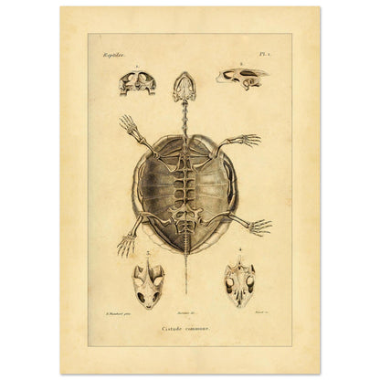 Illustration des Skeletts der Europäischen Sumpfschildkröte (29,7x42 cm (A3)). Alte wissenschaftliche Tafel zur Darstellung der Skelette eines gewöhnlichen Frosches und einer Delalande-Kröte mit Detailansichten.