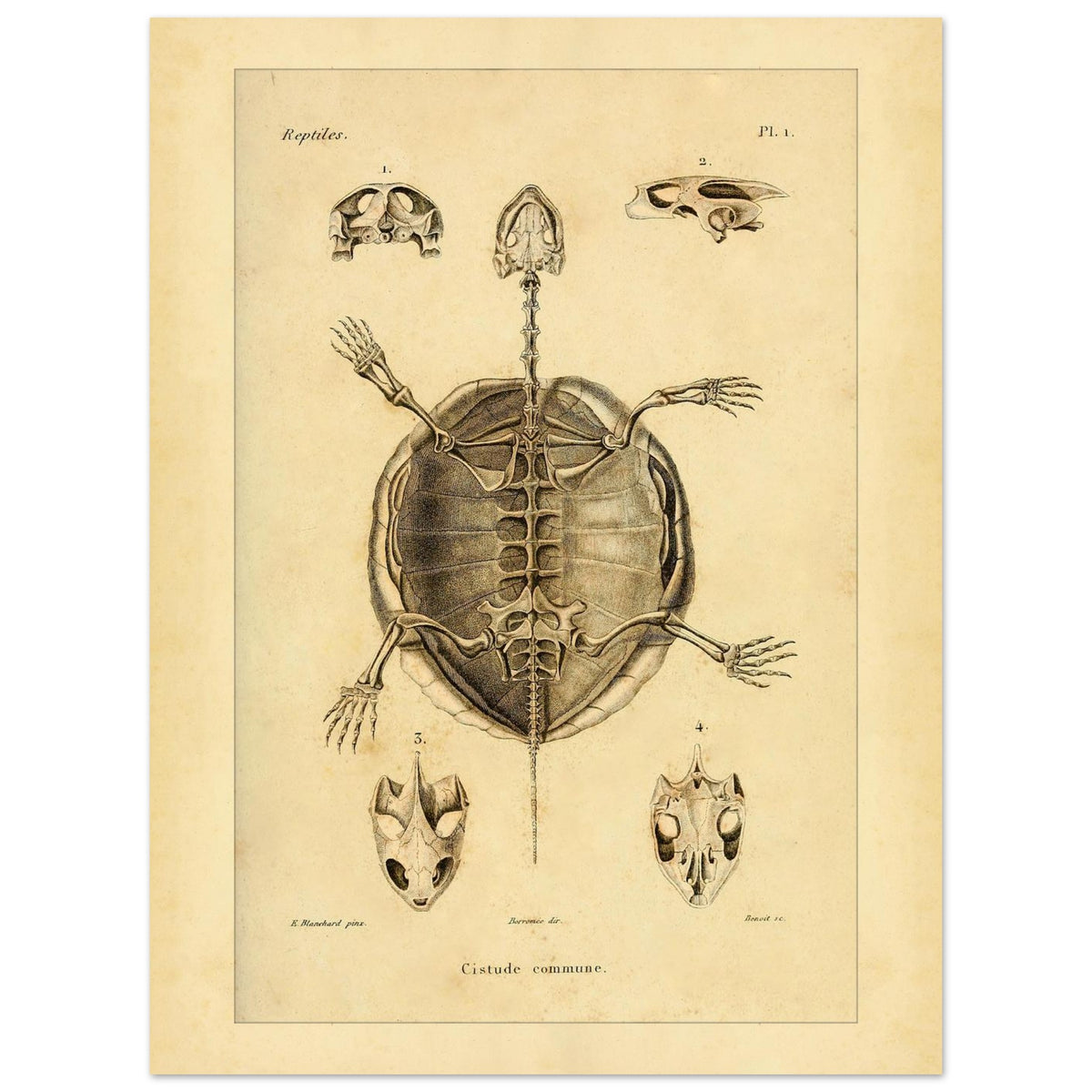 Illustration des Skeletts der Europäischen Sumpfschildkröte (30x40 cm). Alte wissenschaftliche Tafel zur Darstellung der Skelette eines gewöhnlichen Frosches und einer Delalande-Kröte mit Detailansichten.