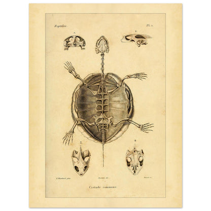 Illustration des Skeletts der Europäischen Sumpfschildkröte (30x40 cm). Alte wissenschaftliche Tafel zur Darstellung der Skelette eines gewöhnlichen Frosches und einer Delalande-Kröte mit Detailansichten.