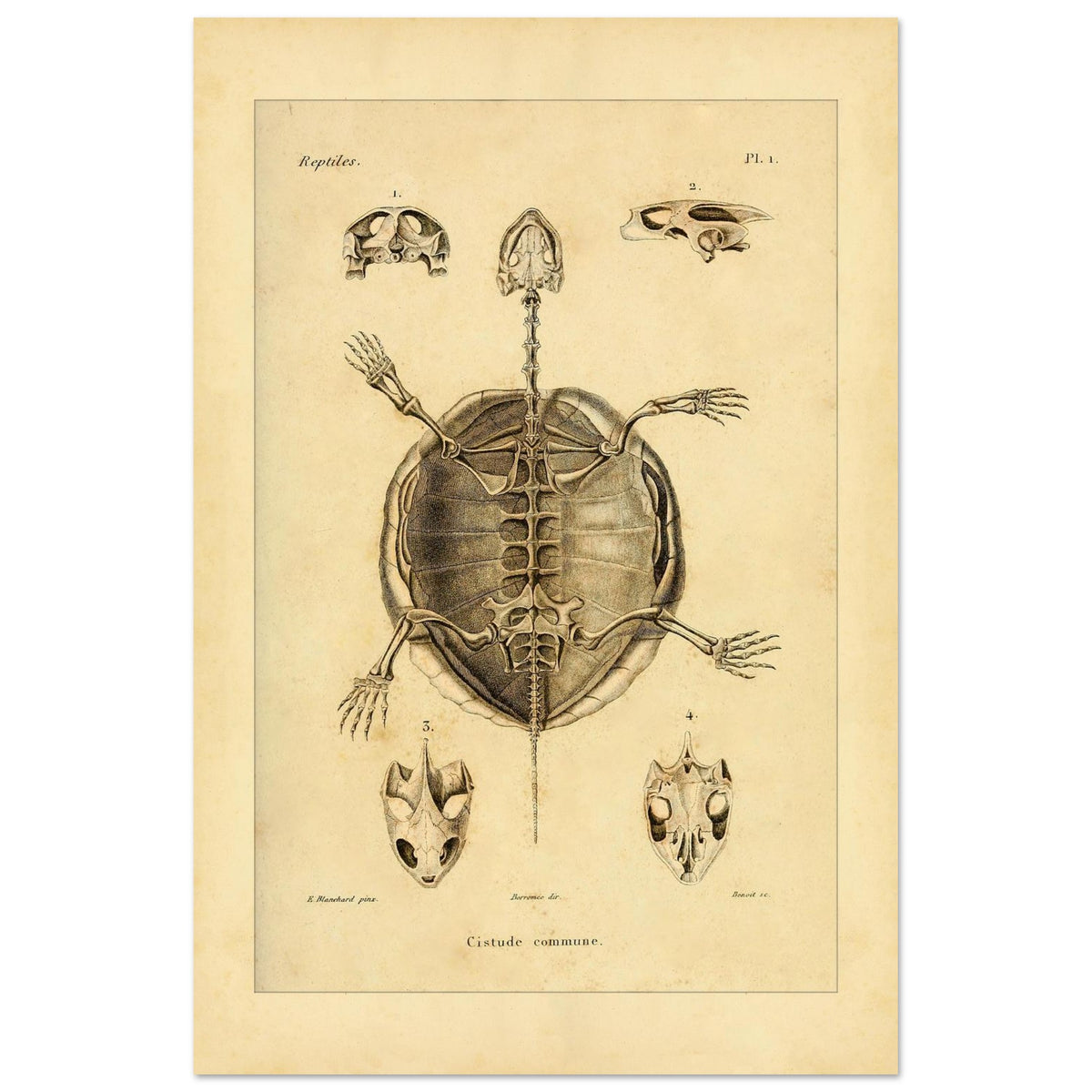 Illustration des Skeletts der Europäischen Sumpfschildkröte (40x60 cm). Alte wissenschaftliche Tafel zur Darstellung der Skelette eines gewöhnlichen Frosches und einer Delalande-Kröte mit Detailansichten.