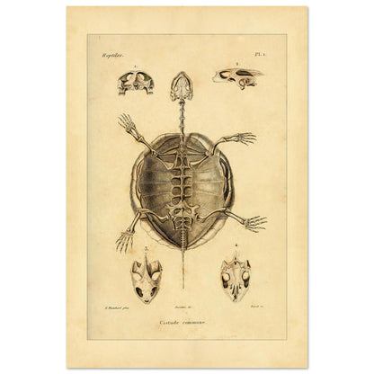 Illustration des Skeletts der Europäischen Sumpfschildkröte (40x60 cm). Alte wissenschaftliche Tafel zur Darstellung der Skelette eines gewöhnlichen Frosches und einer Delalande-Kröte mit Detailansichten.