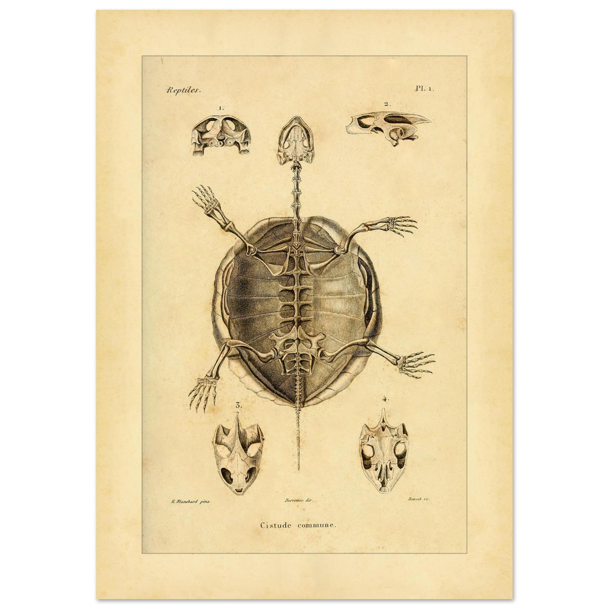 Illustration des Skeletts der Europäischen Sumpfschildkröte (42x59,4 cm (A2)). Alte wissenschaftliche Tafel zur Darstellung der Skelette eines gewöhnlichen Frosches und einer Delalande-Kröte mit Detailansichten.