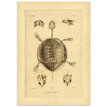 Illustration des Skeletts der Europäischen Sumpfschildkröte (42x59,4 cm (A2)). Alte wissenschaftliche Tafel zur Darstellung der Skelette eines gewöhnlichen Frosches und einer Delalande-Kröte mit Detailansichten.