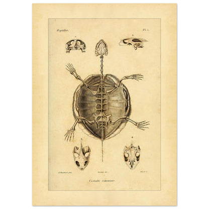 Illustration des Skeletts der Europäischen Sumpfschildkröte (50x70 cm). Alte wissenschaftliche Tafel zur Darstellung der Skelette eines gewöhnlichen Frosches und einer Delalande-Kröte mit Detailansichten.