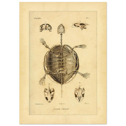 Illustration des Skeletts der Europäischen Sumpfschildkröte (50x70 cm). Alte wissenschaftliche Tafel zur Darstellung der Skelette eines gewöhnlichen Frosches und einer Delalande-Kröte mit Detailansichten.