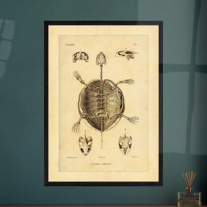 Illustration des Skeletts der Europäischen Sumpfschildkröte. Alte wissenschaftliche Tafel zur Darstellung der Skelette eines gewöhnlichen Frosches und einer Delalande-Kröte mit Detailansichten.