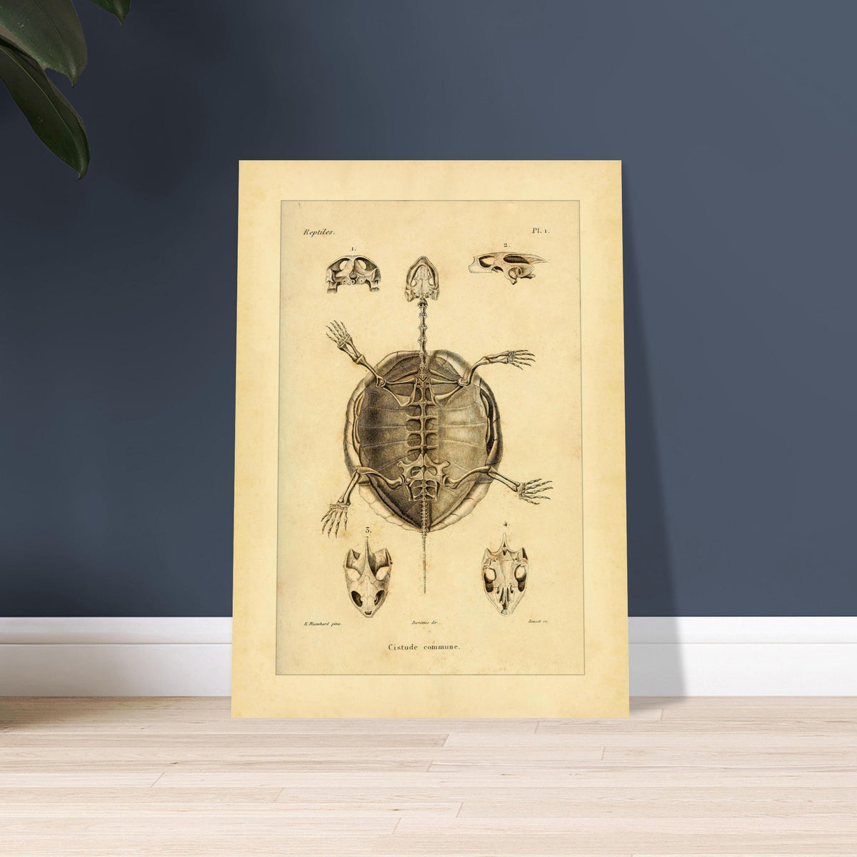 Illustration des Skeletts der Europäischen Sumpfschildkröte. Alte wissenschaftliche Tafel zur Darstellung der Skelette eines gewöhnlichen Frosches und einer Delalande-Kröte mit Detailansichten.