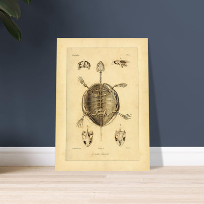 Illustration des Skeletts der Europäischen Sumpfschildkröte. Alte wissenschaftliche Tafel zur Darstellung der Skelette eines gewöhnlichen Frosches und einer Delalande-Kröte mit Detailansichten.