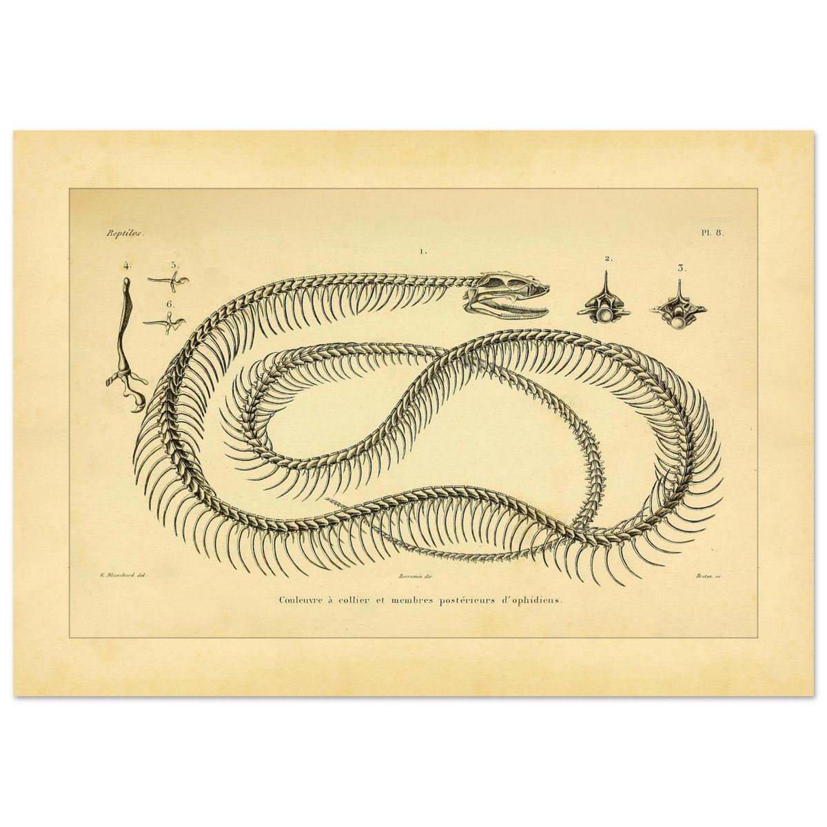 Anatomische Tafel: Ringelnatter-Skelett und Gliedmaßen-Rudimente (21x29,7 cm (A4)). Anatomische Tafel zur Darstellung des Skeletts einer Ringelnatter und rudimentärer Hintergliedmaßen von Schlangen.