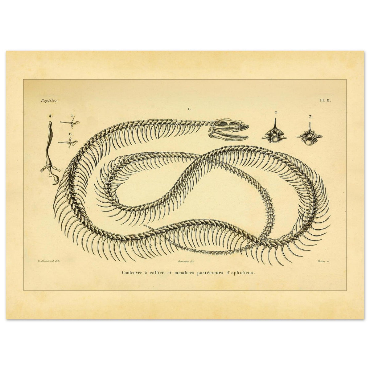 Planche anatomique : squelette de Couleuvre à collier et rudiments de membres (30x40 cm). Planche anatomique illustrant le squelette d'une couleuvre à collier et des rudiments de membres postérieurs d'ophidiens.