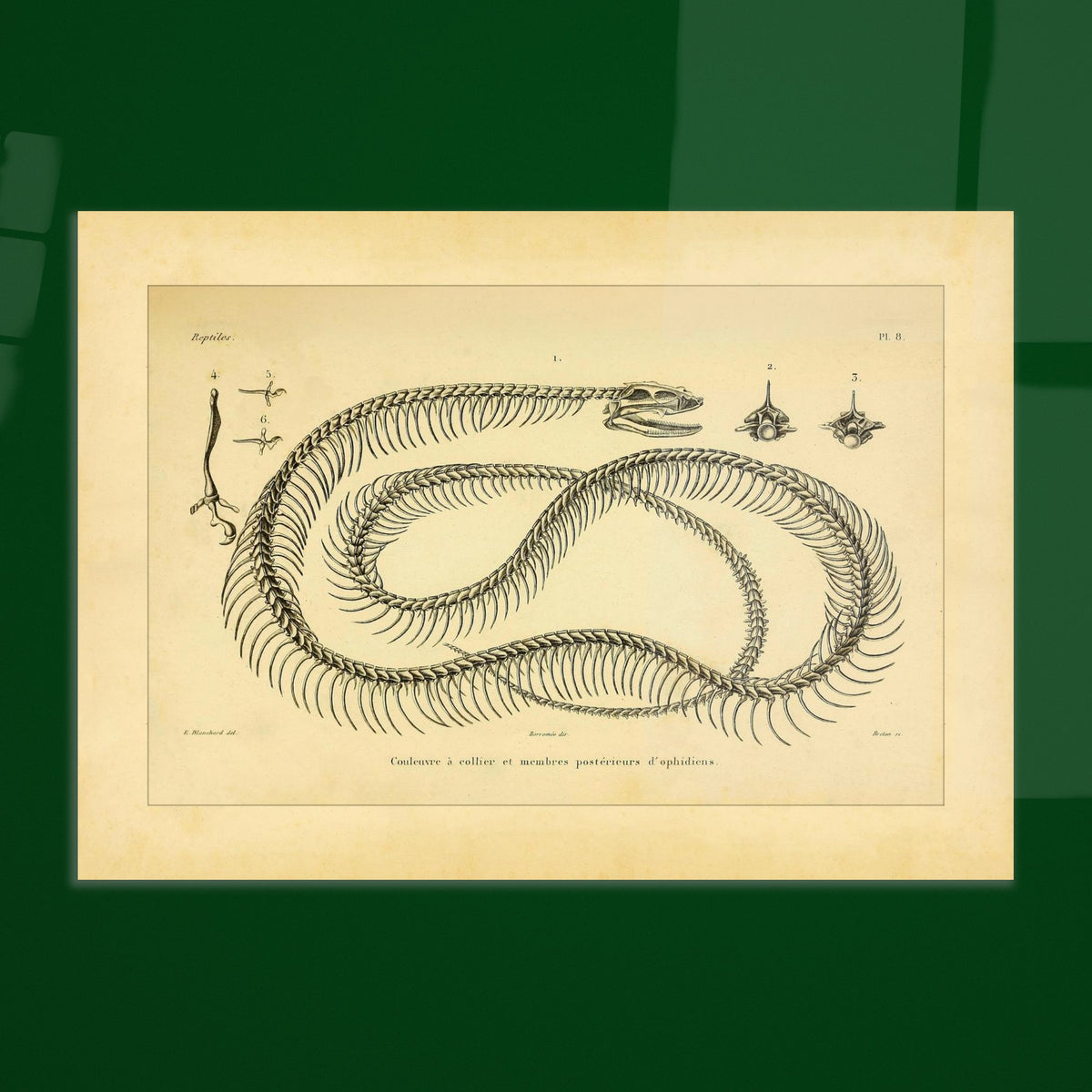 Anatomische Tafel: Ringelnatter-Skelett und Gliedmaßen-Rudimente. Anatomische Tafel zur Darstellung des Skeletts einer Ringelnatter und rudimentärer Hintergliedmaßen von Schlangen.