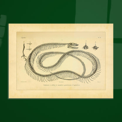 Anatomische Tafel: Ringelnatter-Skelett und Gliedmaßen-Rudimente. Anatomische Tafel zur Darstellung des Skeletts einer Ringelnatter und rudimentärer Hintergliedmaßen von Schlangen.