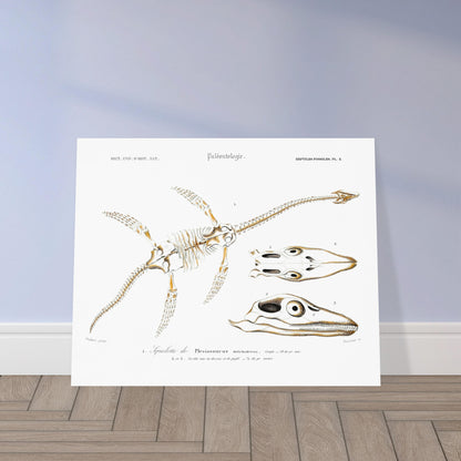 Squelette de Plesiosaurus dolichodeirus, Conyb. - illustration naturaliste du Dictionnaire Universel d'Histoire Naturelle de Charles d'Orbigny - image 52902696288589