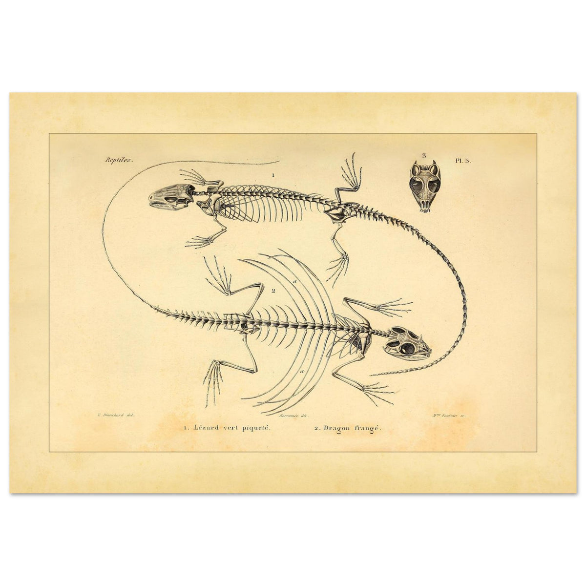 Eidechsen-Skelette: Anatomische Illustration von A.-M.-C. Duméril (21x29,7 cm (A4)). Wissenschaftliche Tafel von Eidechsenskeletten mit einer Smaragdeidechse und einem Gemeinen Flederdrachen sowie dem Schädel des Letzteren.