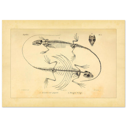 Eidechsen-Skelette: Anatomische Illustration von A.-M.-C. Duméril (21x29,7 cm (A4)). Wissenschaftliche Tafel von Eidechsenskeletten mit einer Smaragdeidechse und einem Gemeinen Flederdrachen sowie dem Schädel des Letzteren.