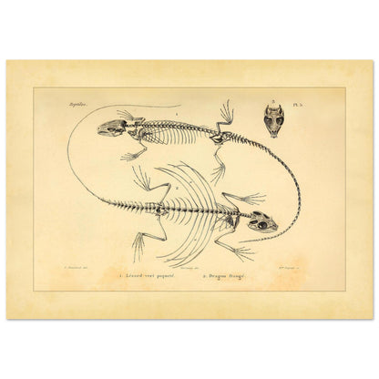 Eidechsen-Skelette: Anatomische Illustration von A.-M.-C. Duméril (29,7x42 cm (A3)). Wissenschaftliche Tafel von Eidechsenskeletten mit einer Smaragdeidechse und einem Gemeinen Flederdrachen sowie dem Schädel des Letzteren.