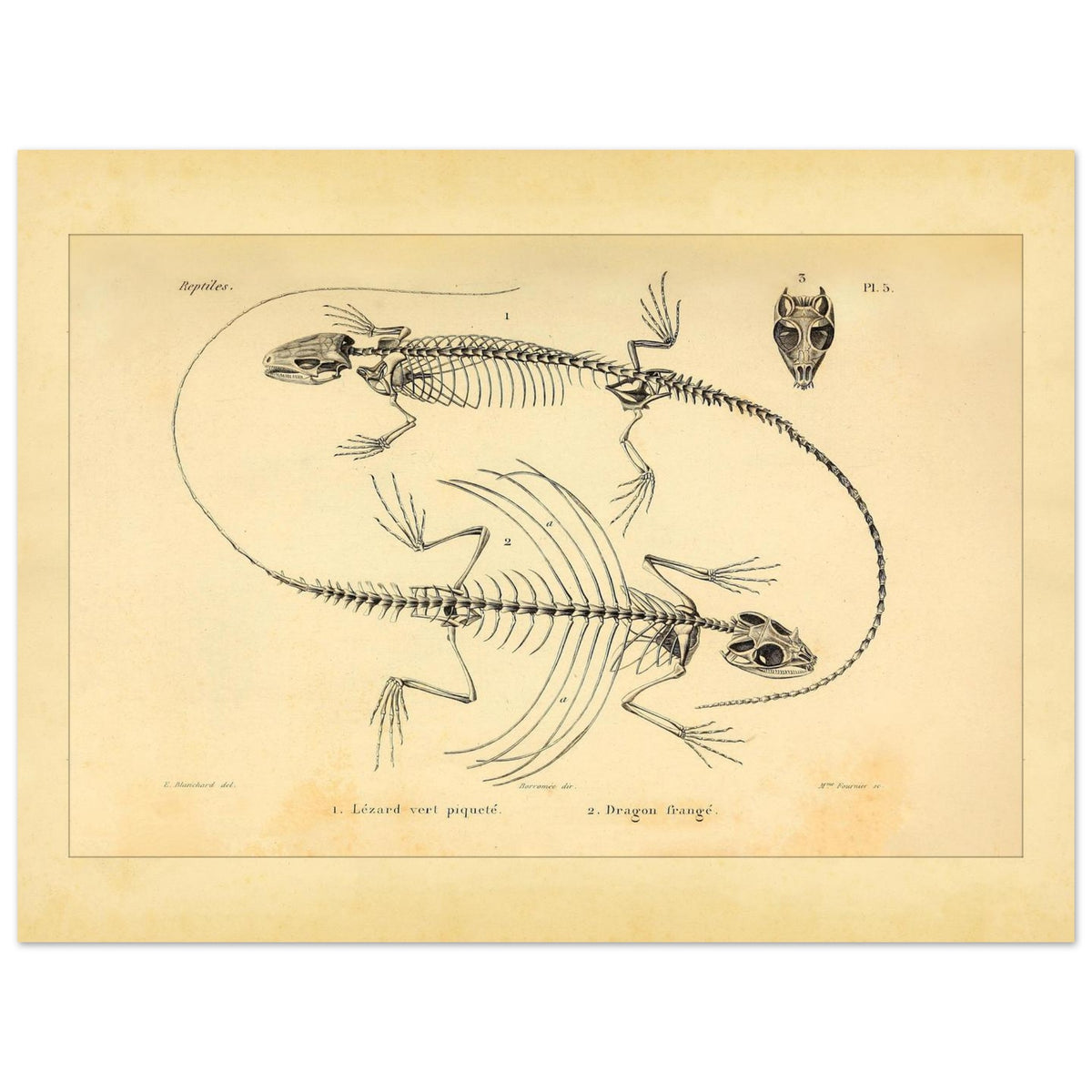 Scheletri di Lucertole: Illustrazione anatomica di A.-M.-C. Duméril (30x40 cm). Tavola scientifica di scheletri di lucertole, che mostra una lucertola verde e un drago volante, oltre al cranio di quest'ultimo.