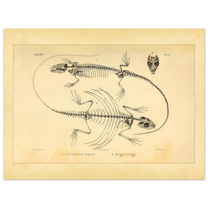 Eidechsen-Skelette: Anatomische Illustration von A.-M.-C. Duméril (30x40 cm). Wissenschaftliche Tafel von Eidechsenskeletten mit einer Smaragdeidechse und einem Gemeinen Flederdrachen sowie dem Schädel des Letzteren.