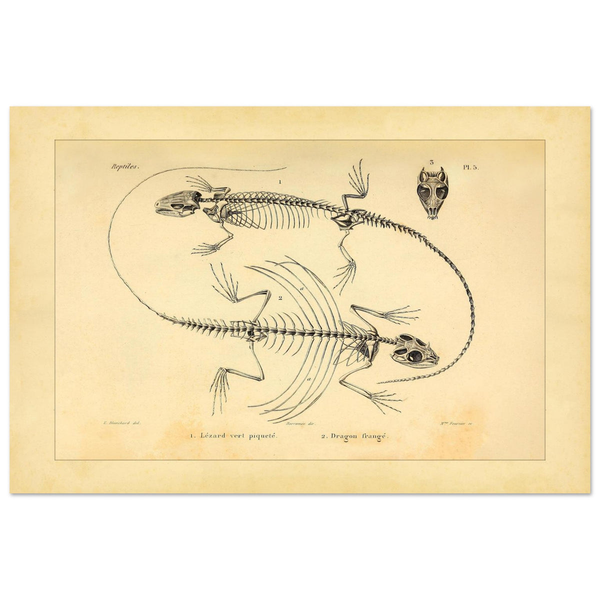 Scheletri di Lucertole: Illustrazione anatomica di A.-M.-C. Duméril (40x60 cm). Tavola scientifica di scheletri di lucertole, che mostra una lucertola verde e un drago volante, oltre al cranio di quest'ultimo.