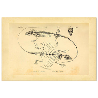 Eidechsen-Skelette: Anatomische Illustration von A.-M.-C. Duméril (40x60 cm). Wissenschaftliche Tafel von Eidechsenskeletten mit einer Smaragdeidechse und einem Gemeinen Flederdrachen sowie dem Schädel des Letzteren.