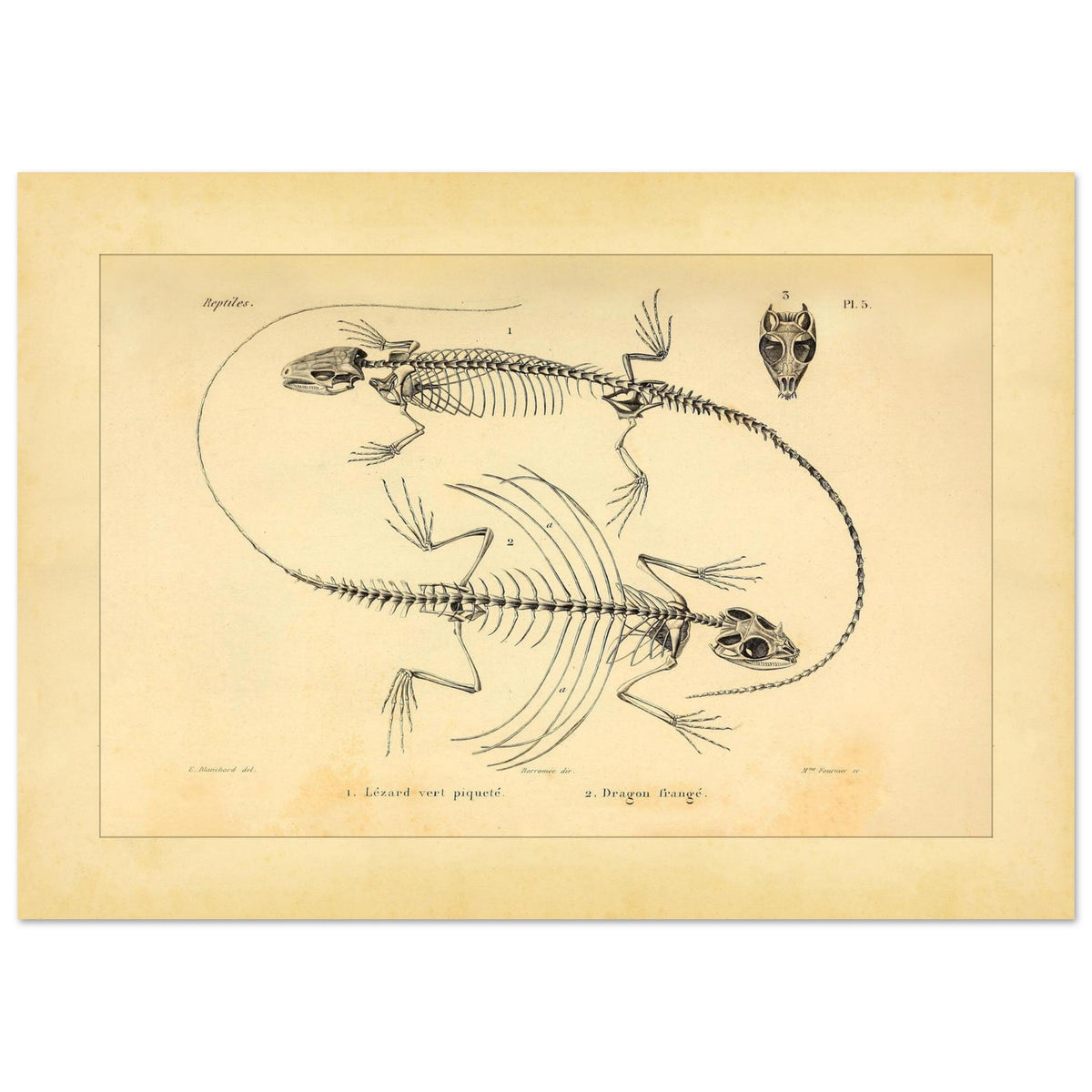 Eidechsen-Skelette: Anatomische Illustration von A.-M.-C. Duméril (42x59,4 cm (A2)). Wissenschaftliche Tafel von Eidechsenskeletten mit einer Smaragdeidechse und einem Gemeinen Flederdrachen sowie dem Schädel des Letzteren.